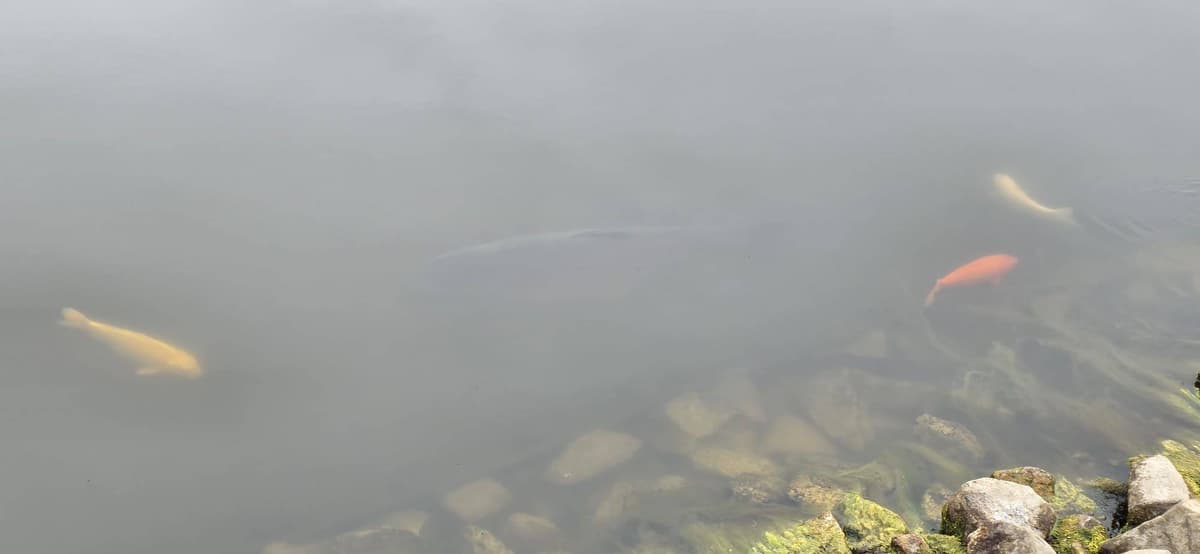 Połów na łowisku (3)